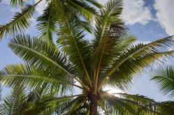 世界杯平台-卡马拉卡马拉兽